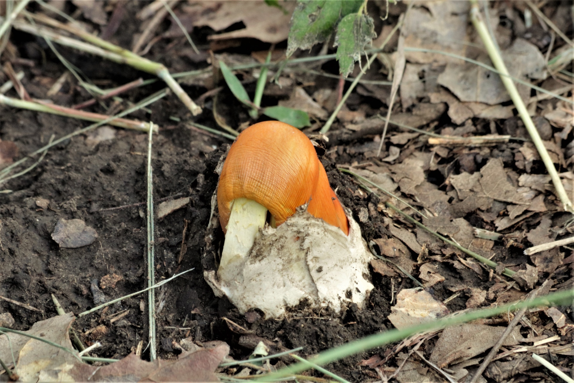 Close-up of an orange Amanita jackson mushroom emerging from its white volva.