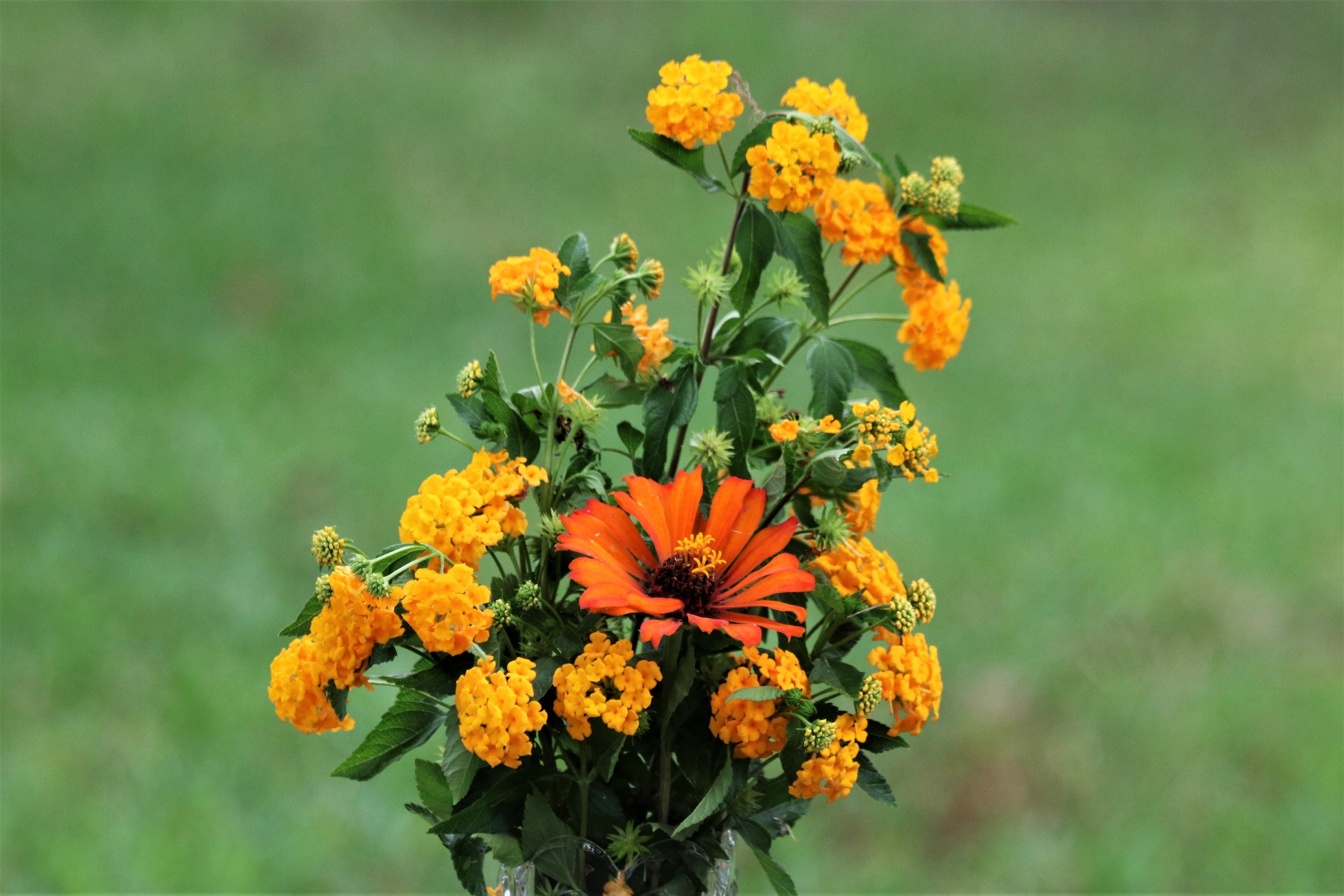 Orange Zinnia And Lantana Bouquet