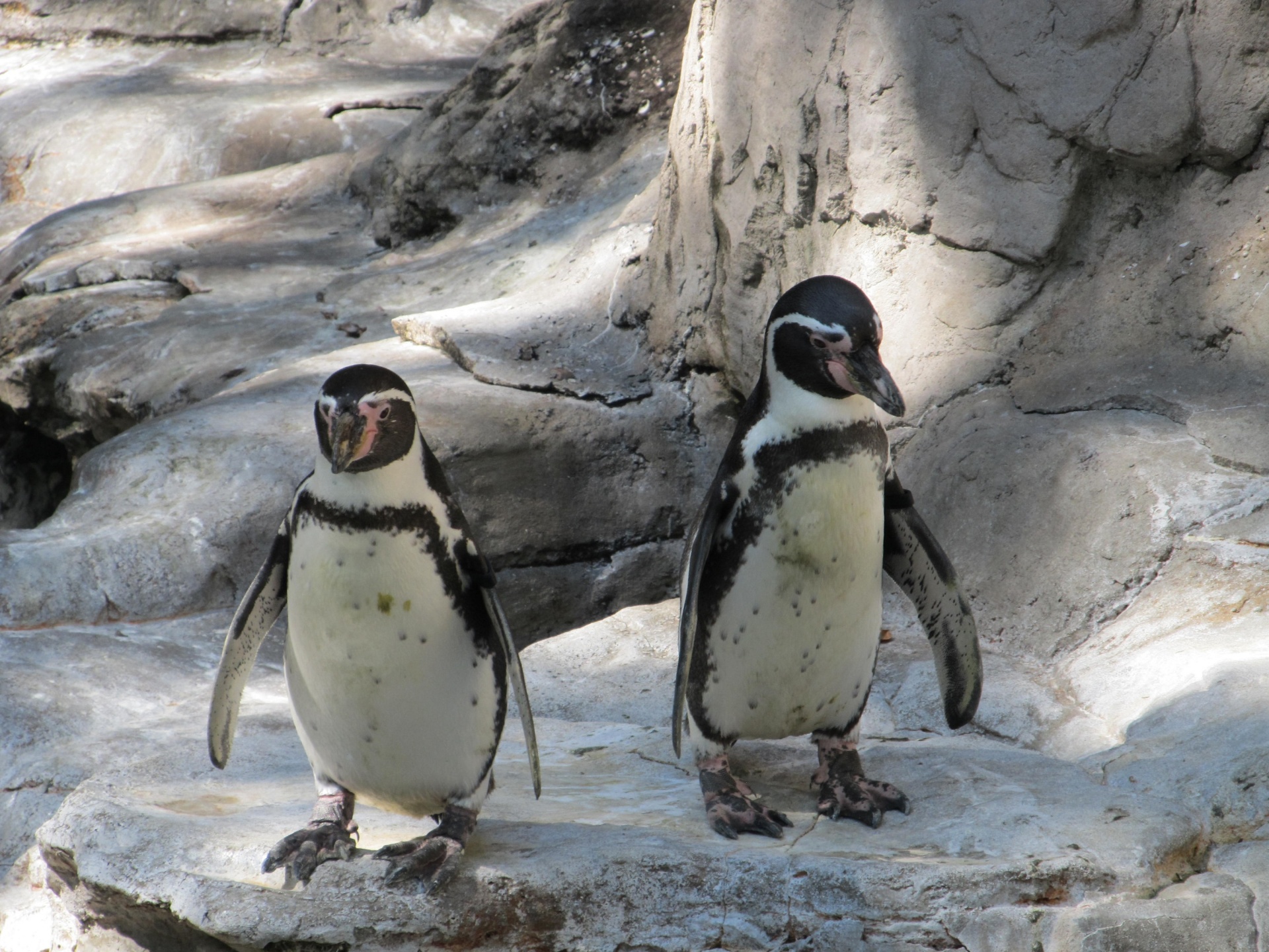 Couple of Humboldt Penguins