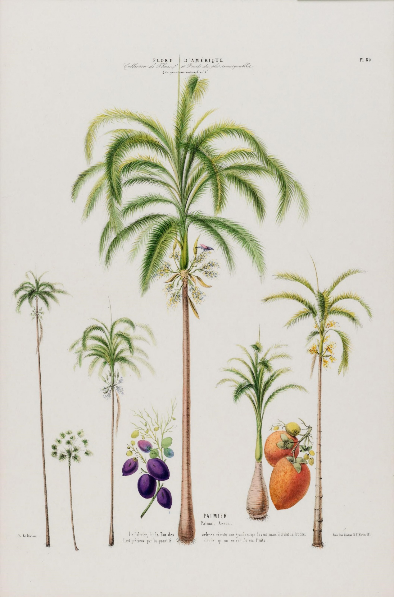 Palm Tree Arecaceae Artist Unknown Year 1843 Public Domaine