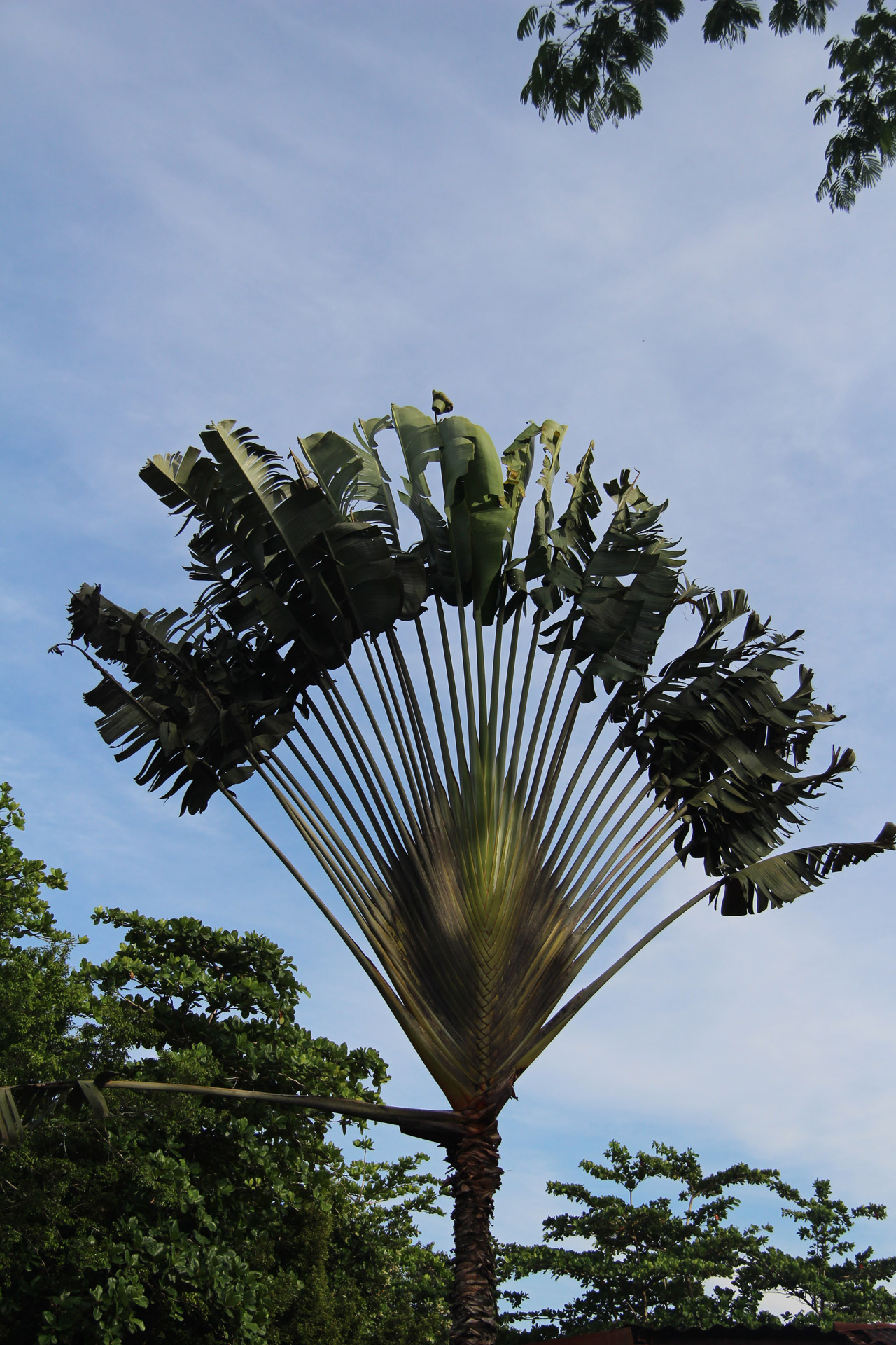 Palm Tree Fan