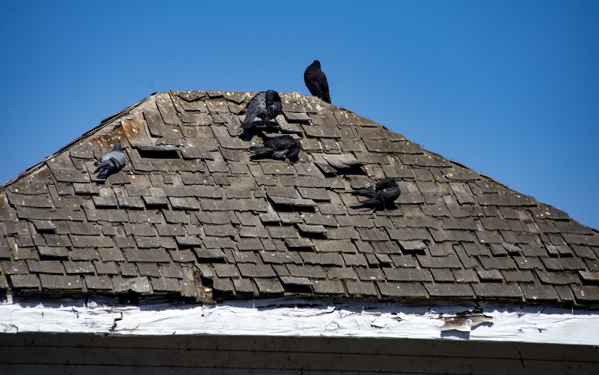 pigeons on a shingled rooftop