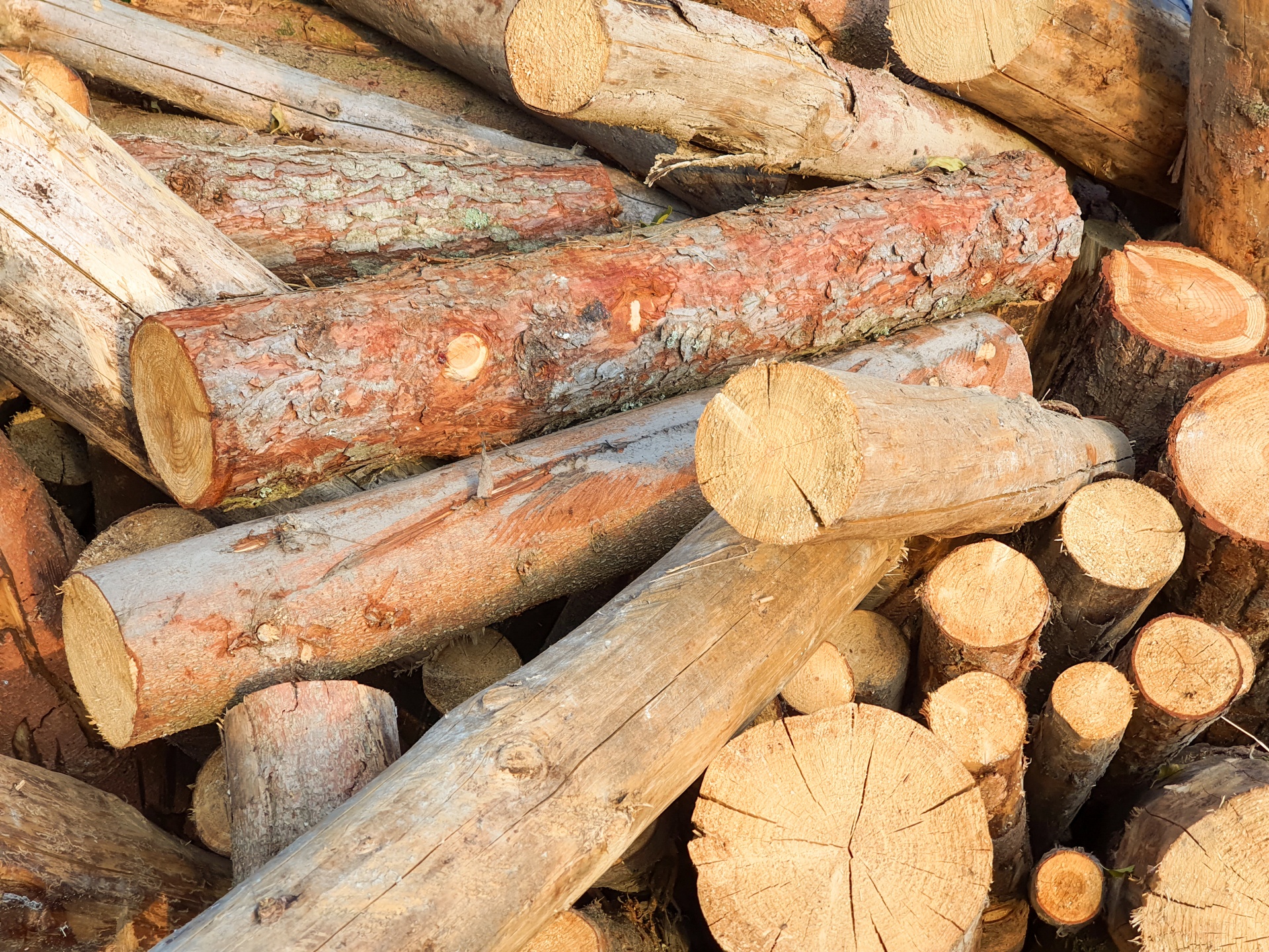 Assorted pile of wooden logs