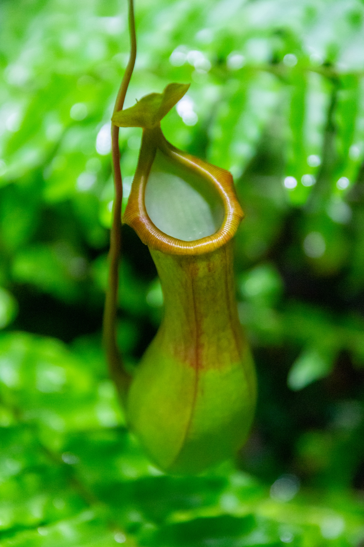 Insect eating pitcher plant
