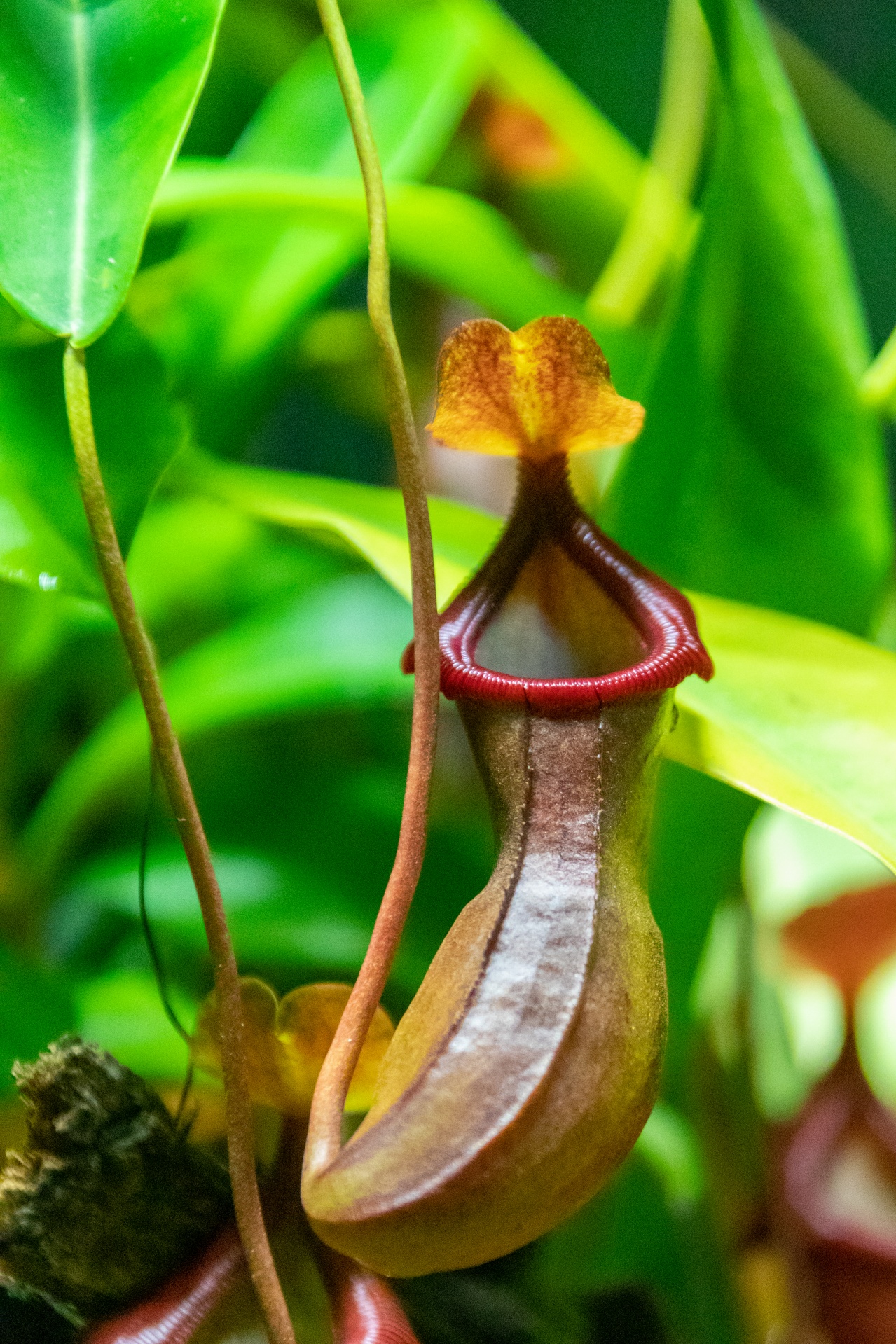Insect eating pitcher plant