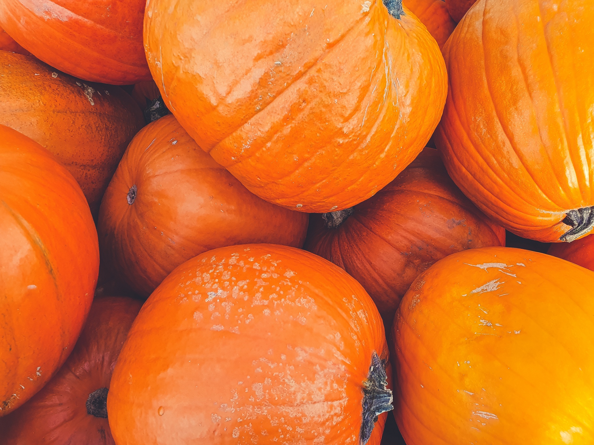Pumpkins Background