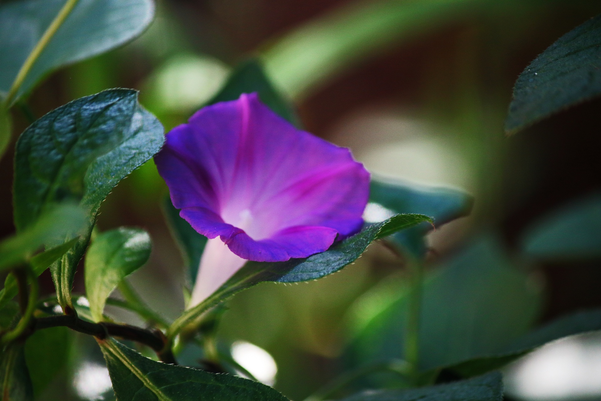 Purple Morning Glory Flower