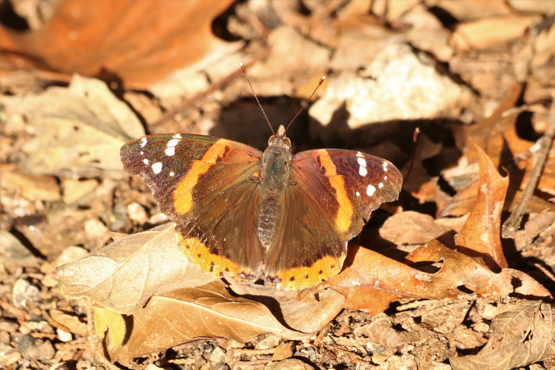 Red Admiral Butterfly In Fall