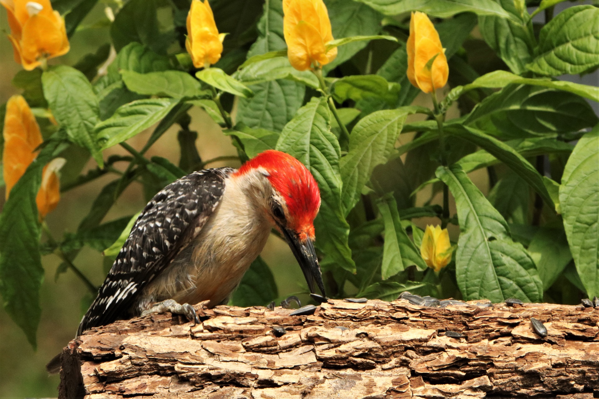 Red-bellied Woodpecker On Branch