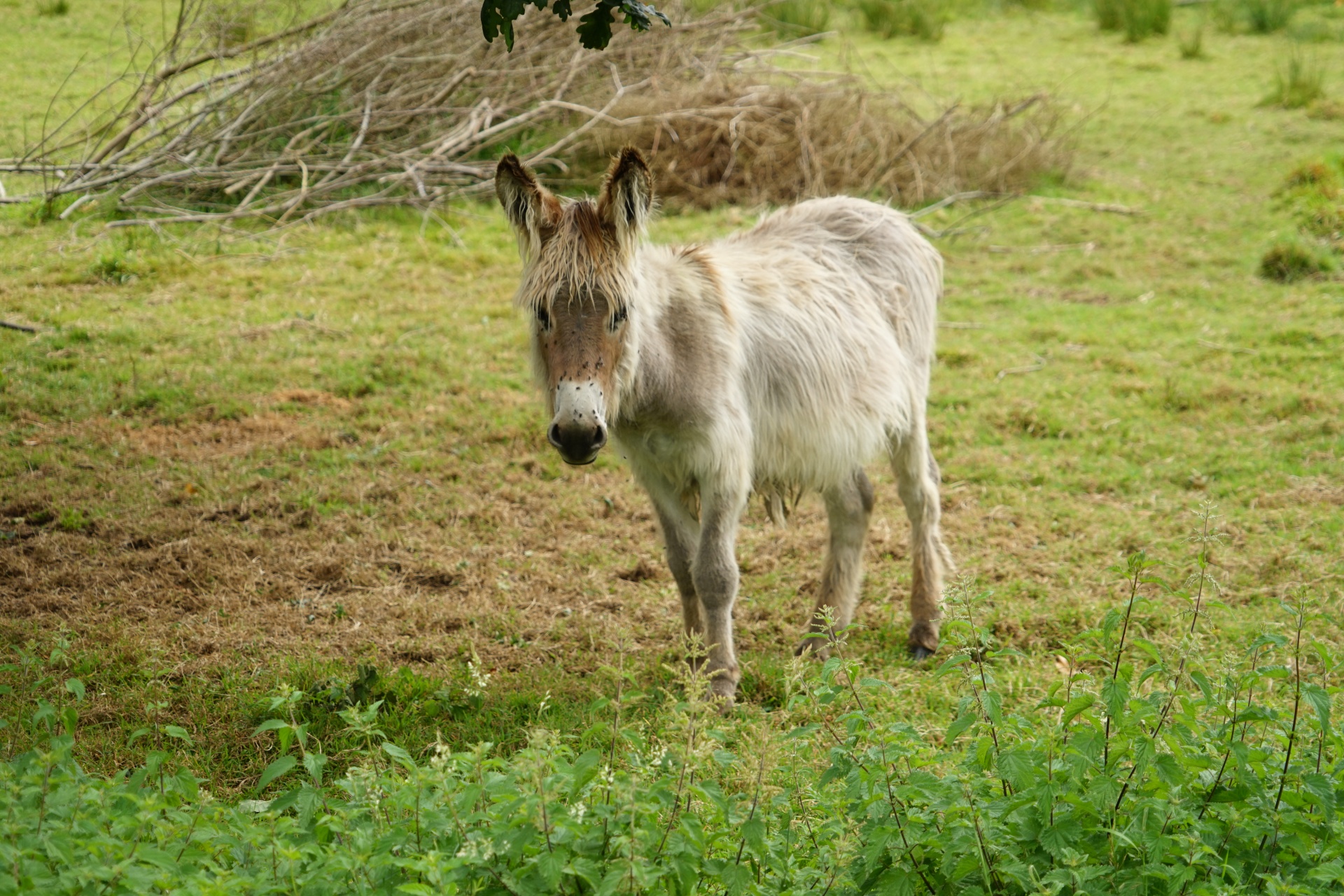 Look Of The Little Donkey