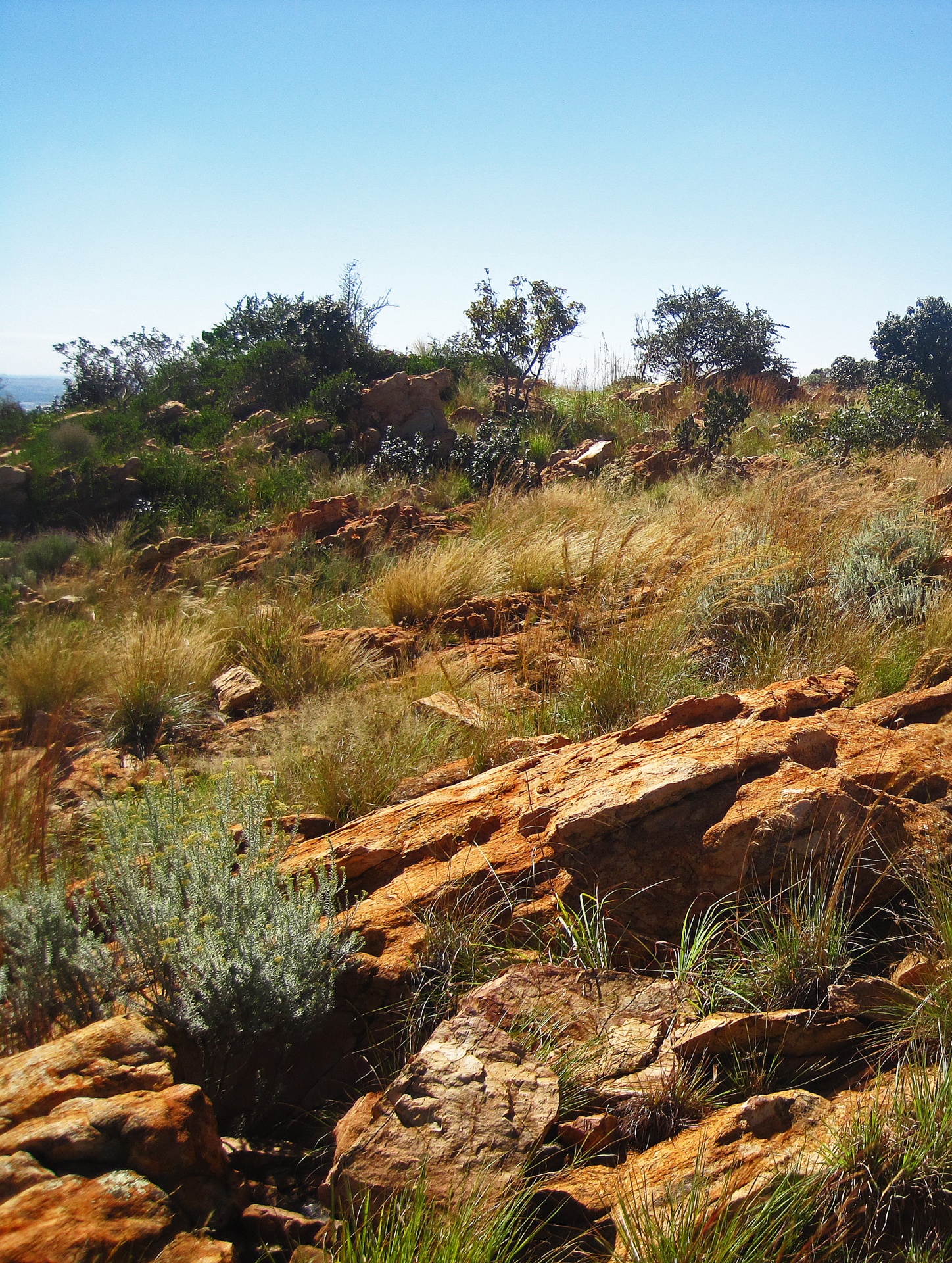 rocks and vegetation in grassland on top of the magaliesberg