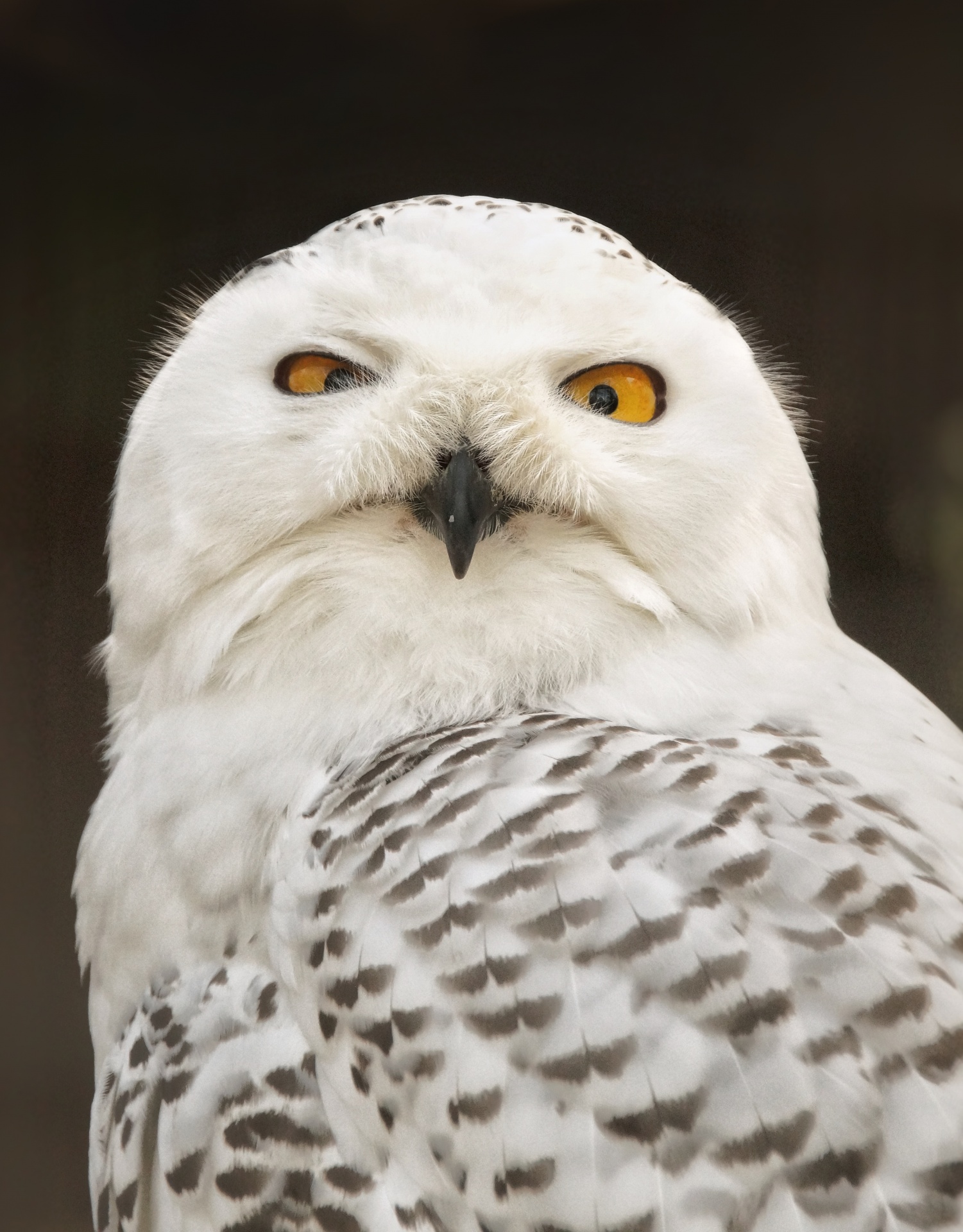 Snow Owl Bird Of Prey Night Bird