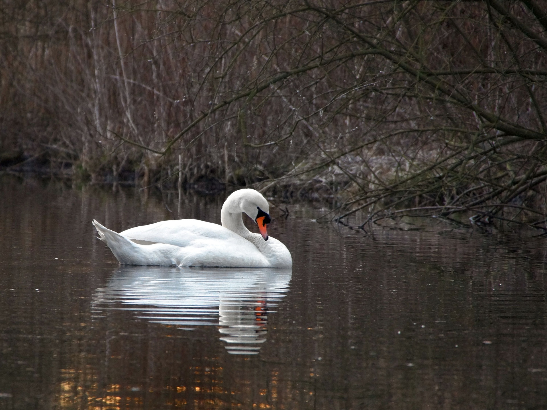 Swan Lake Idyllic