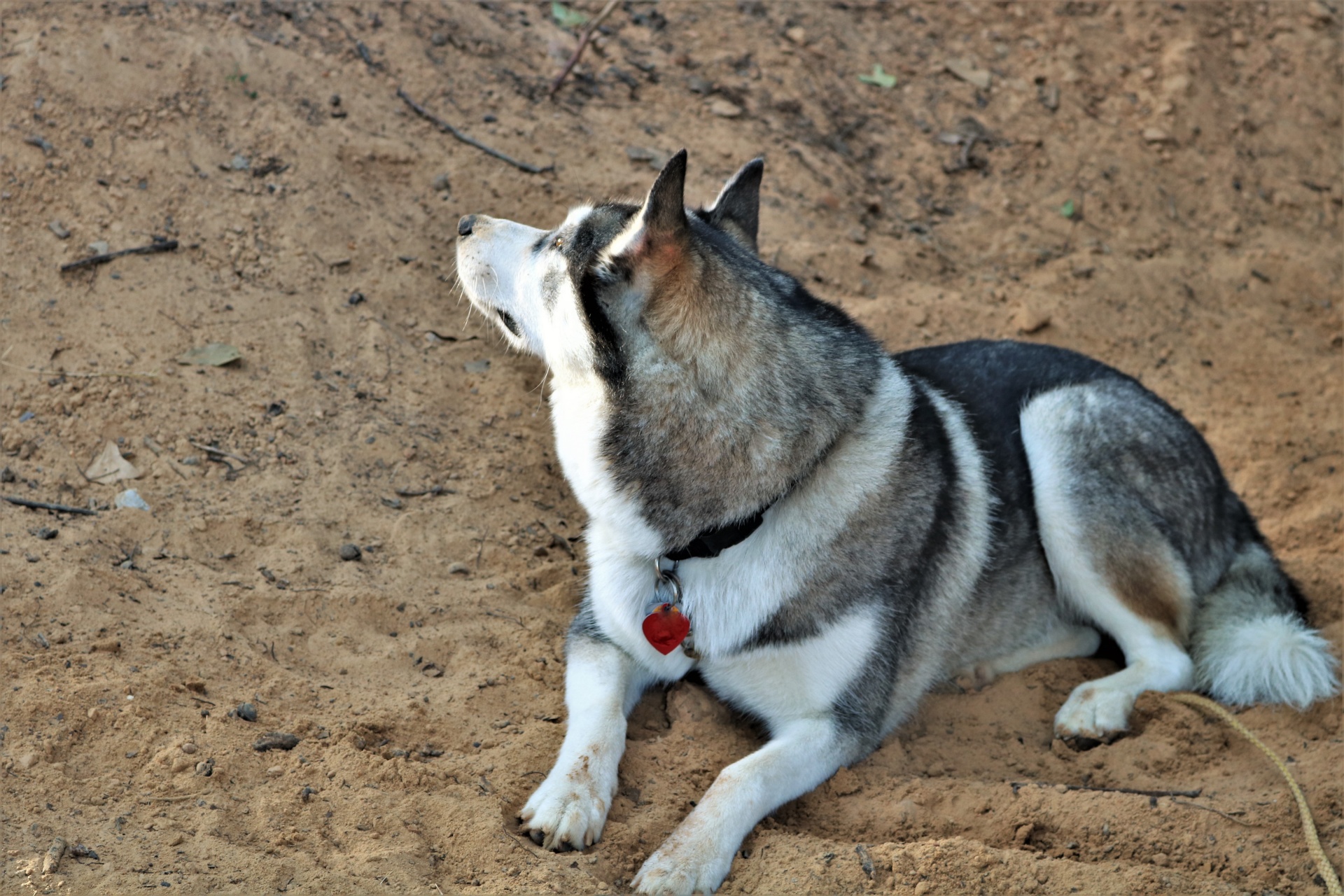 A gray and white Siberian husky dog, lying on a sandy beach, looking up.