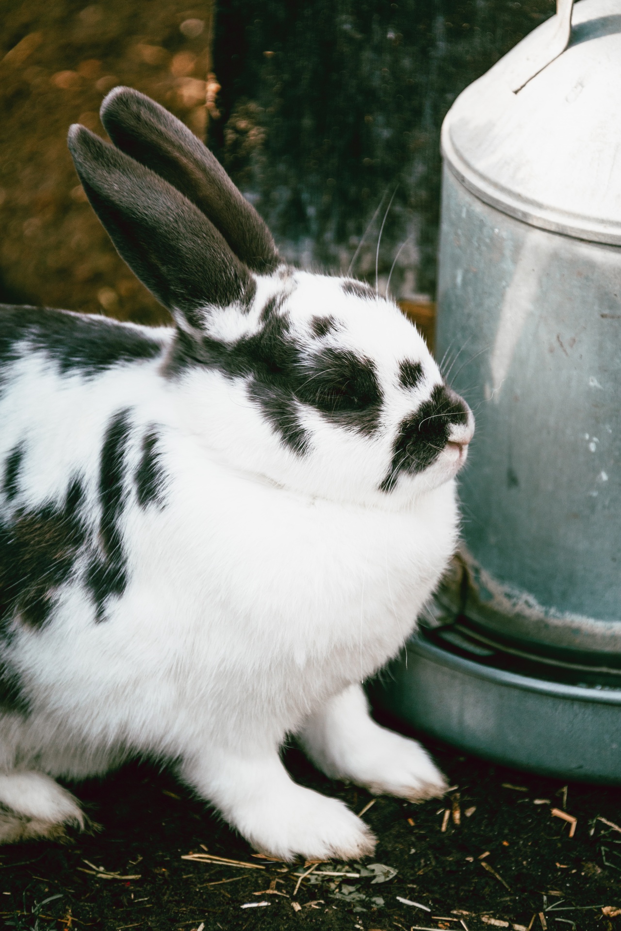 Black and white bunny on a farm