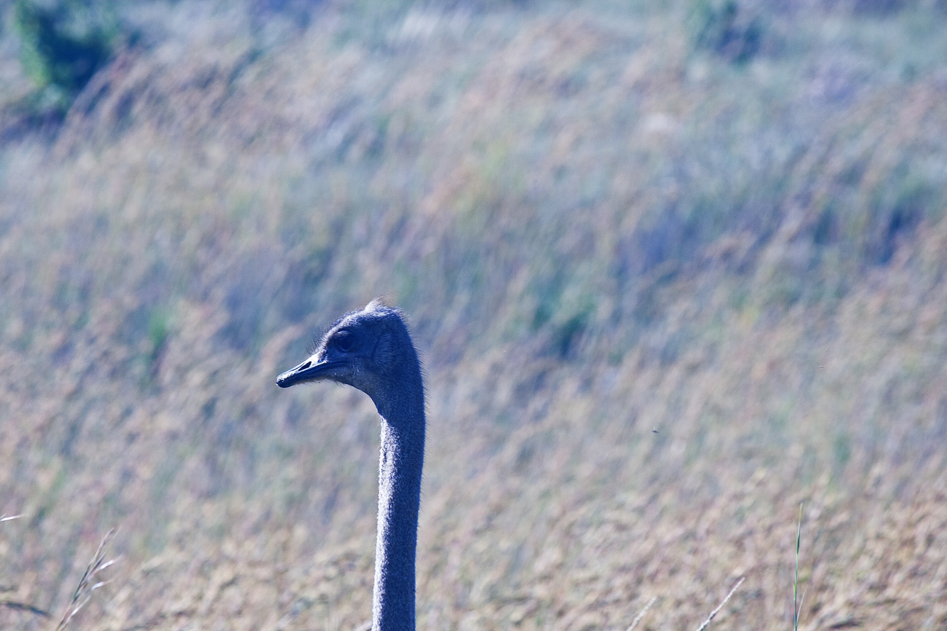 Sunlight On Face & Neck Of Ostrich