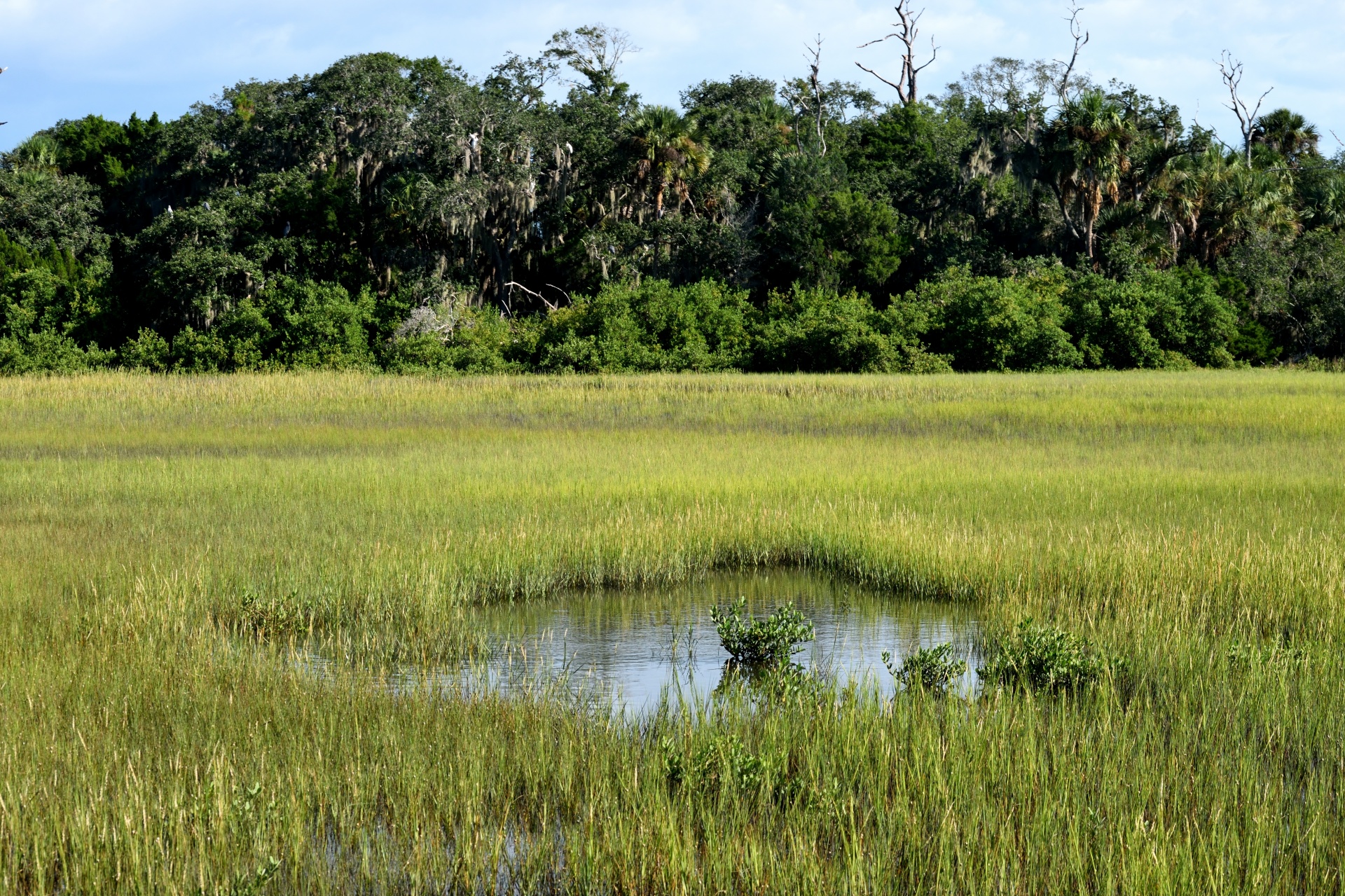Marshland at Florida, USA
