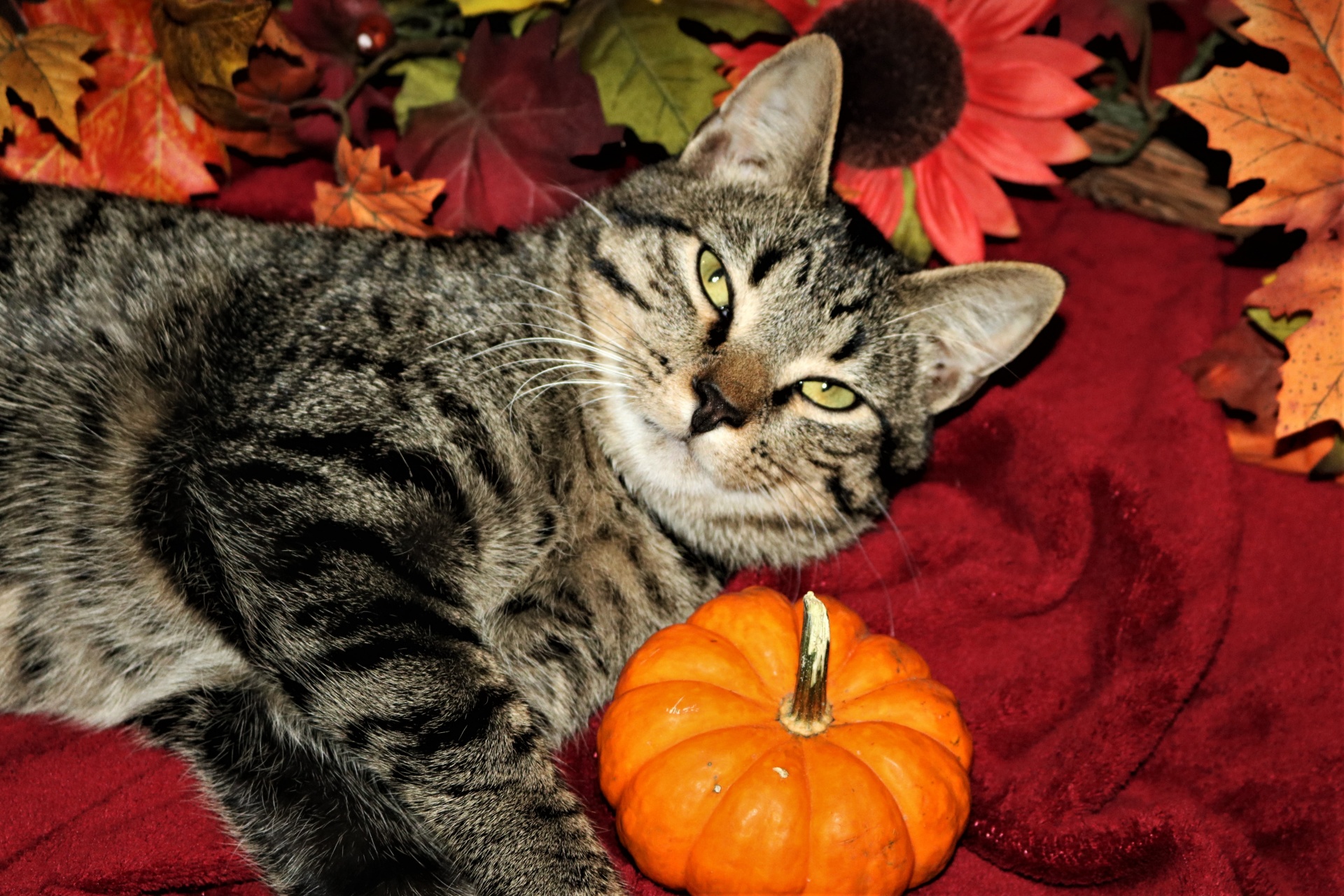 Tabby Cat And Pumpkin
