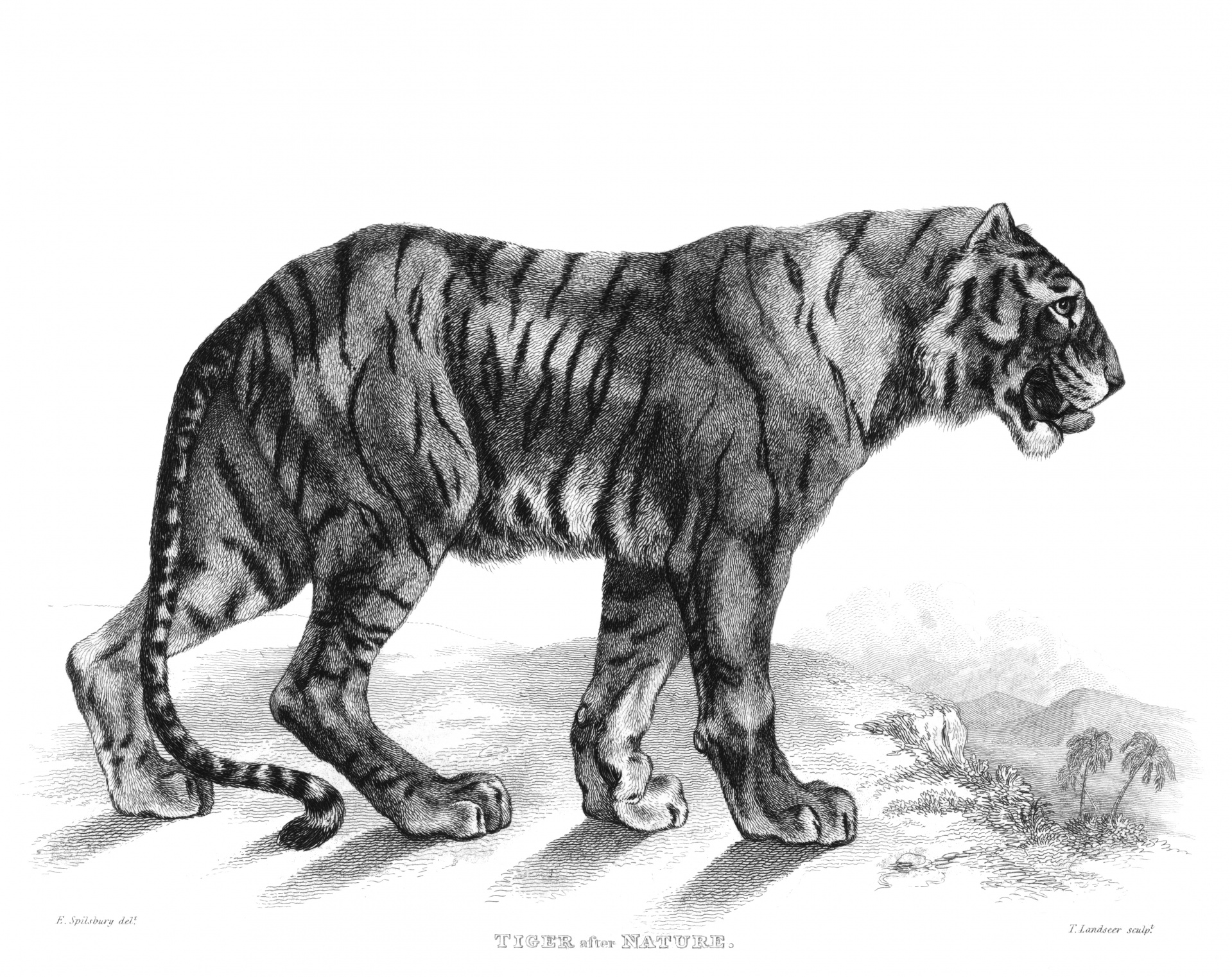 Tiger Vintage Drawing