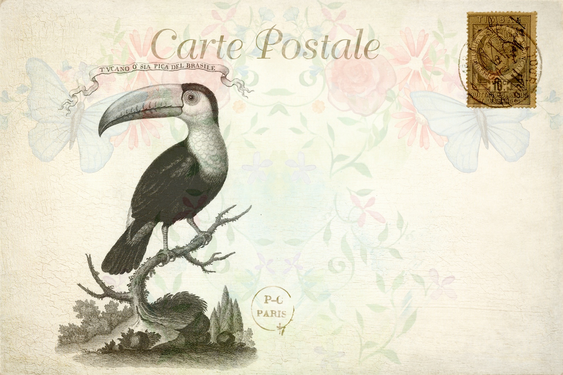 Toucan French Floral Postcard
