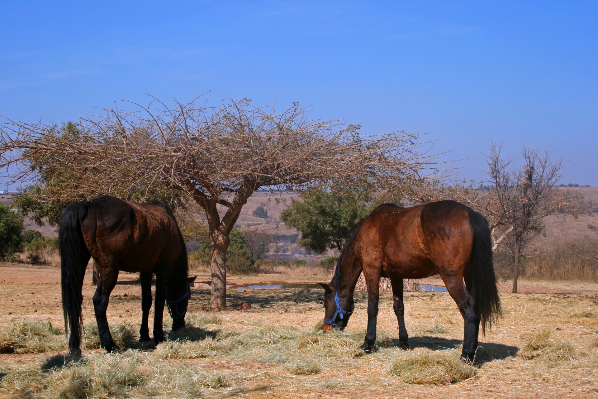 Two Brown Horses Grazing Supplement