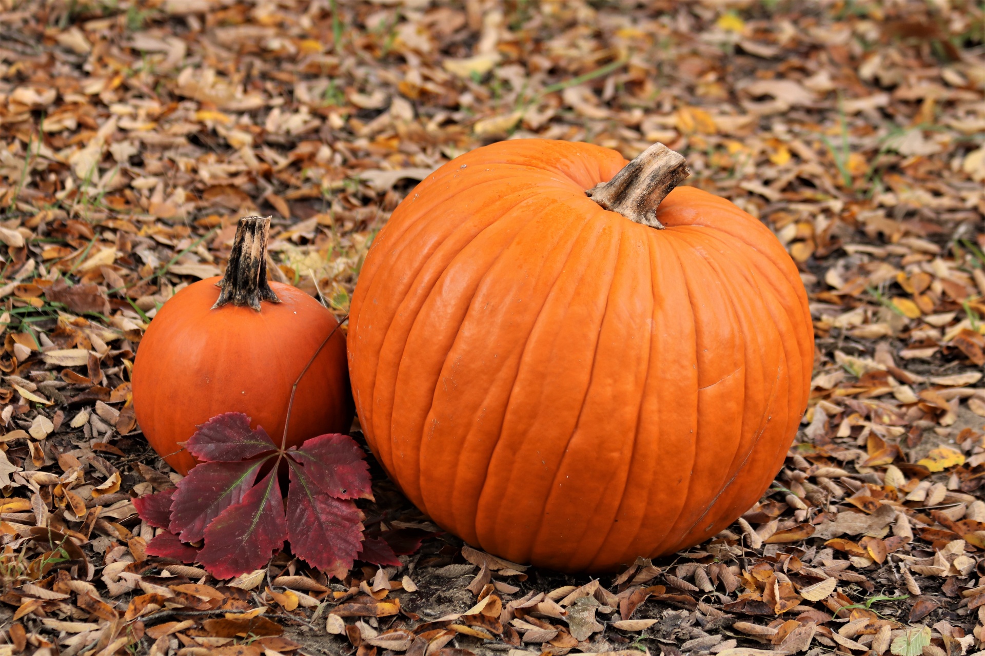 Two Pumpkins In Autumn Leaves