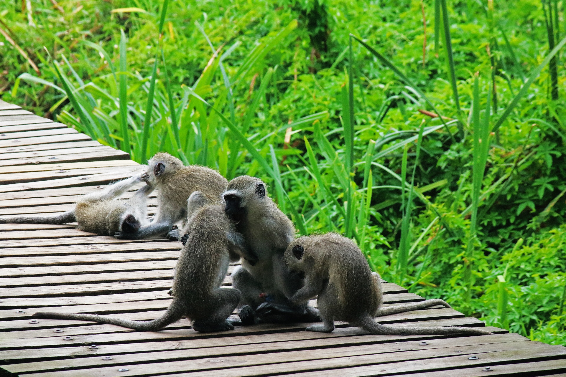 Vervet Monkeys Playing On Platform