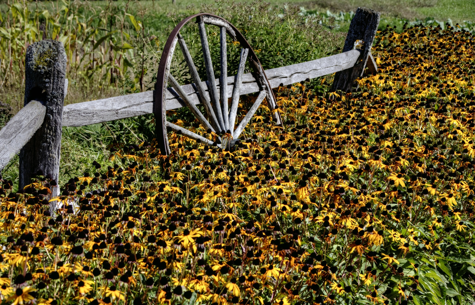 old wagon wheel propped up against a wood fence surrounded by yellow cornflowers that look like drooping sunflowers
