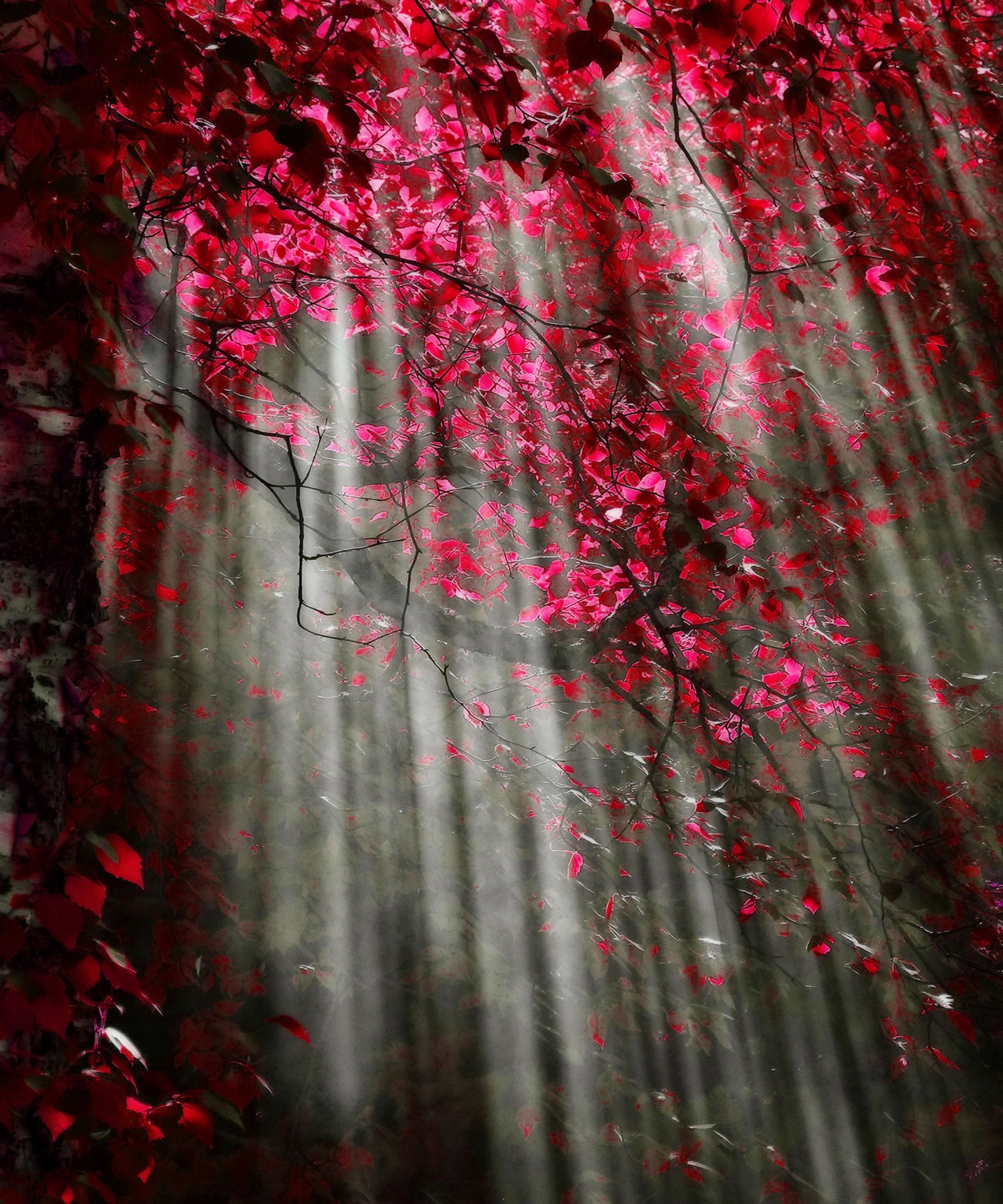 Forest Abstract Autumn Background