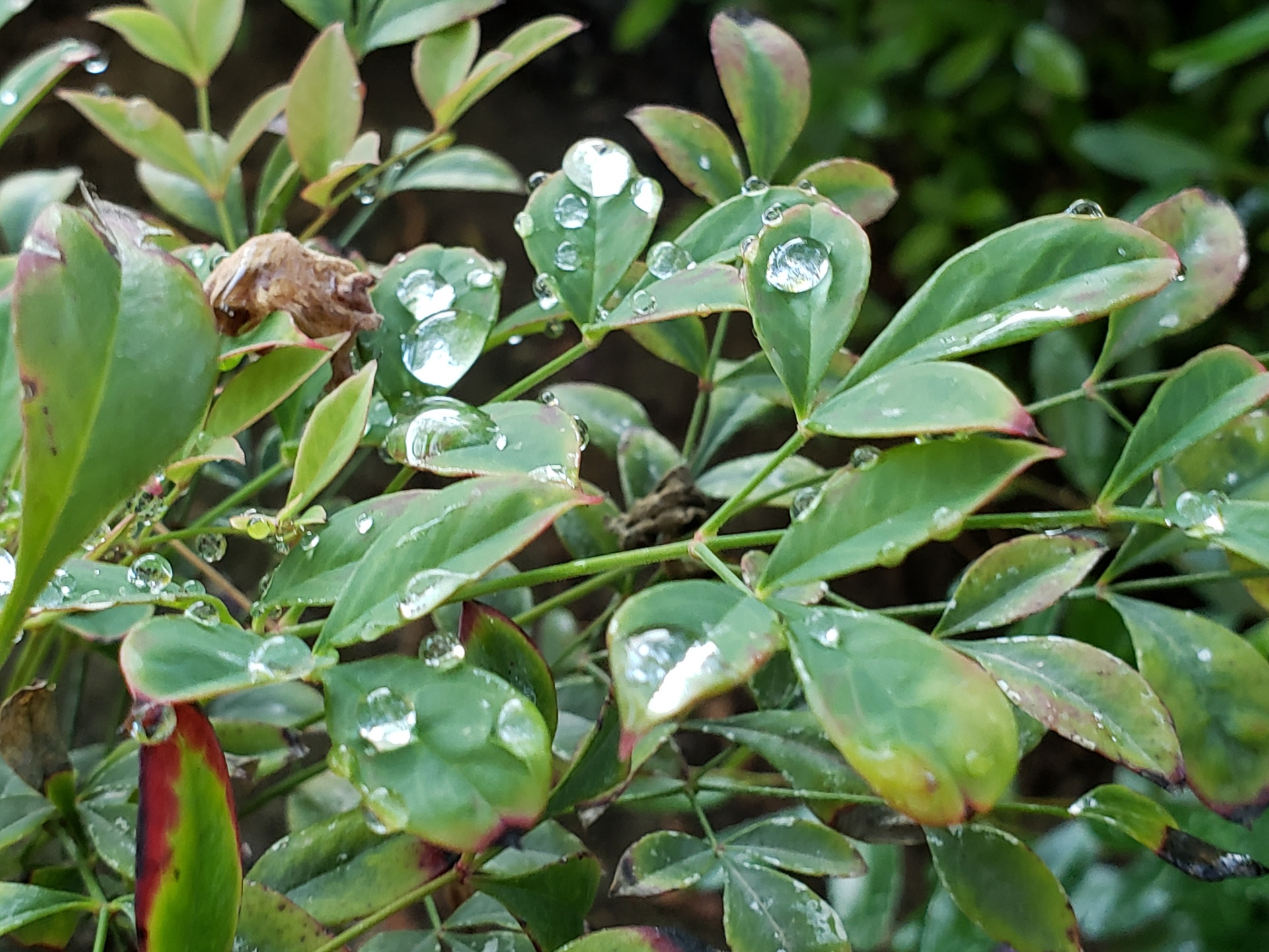 Matt green leaf with water droplets