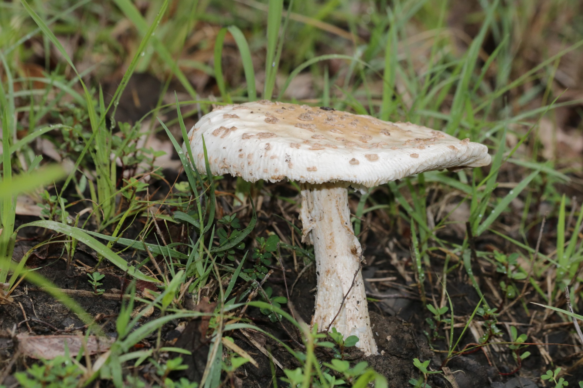 White Amanita Mushroom In Grass