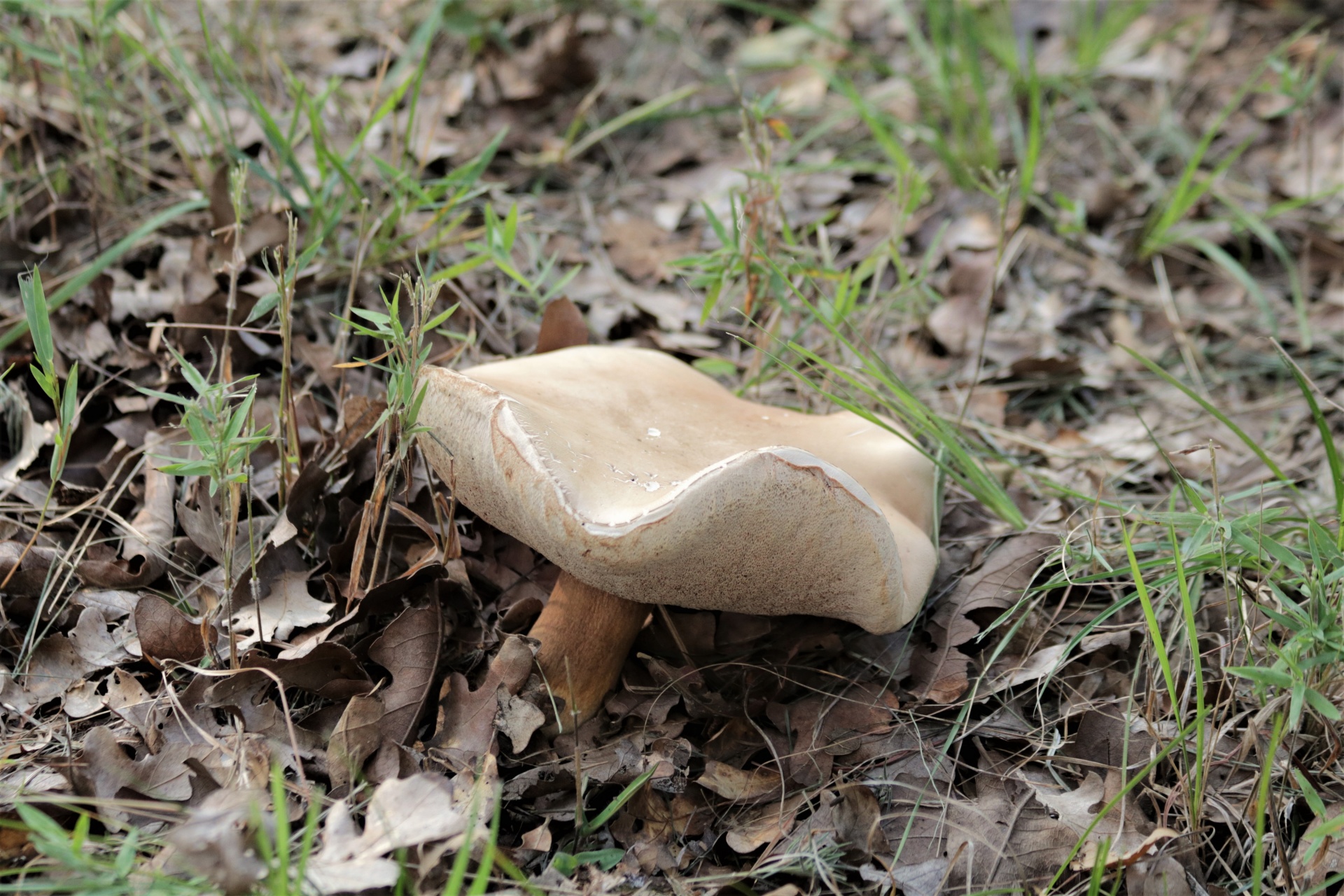 White Bolete Mushroom Close-up