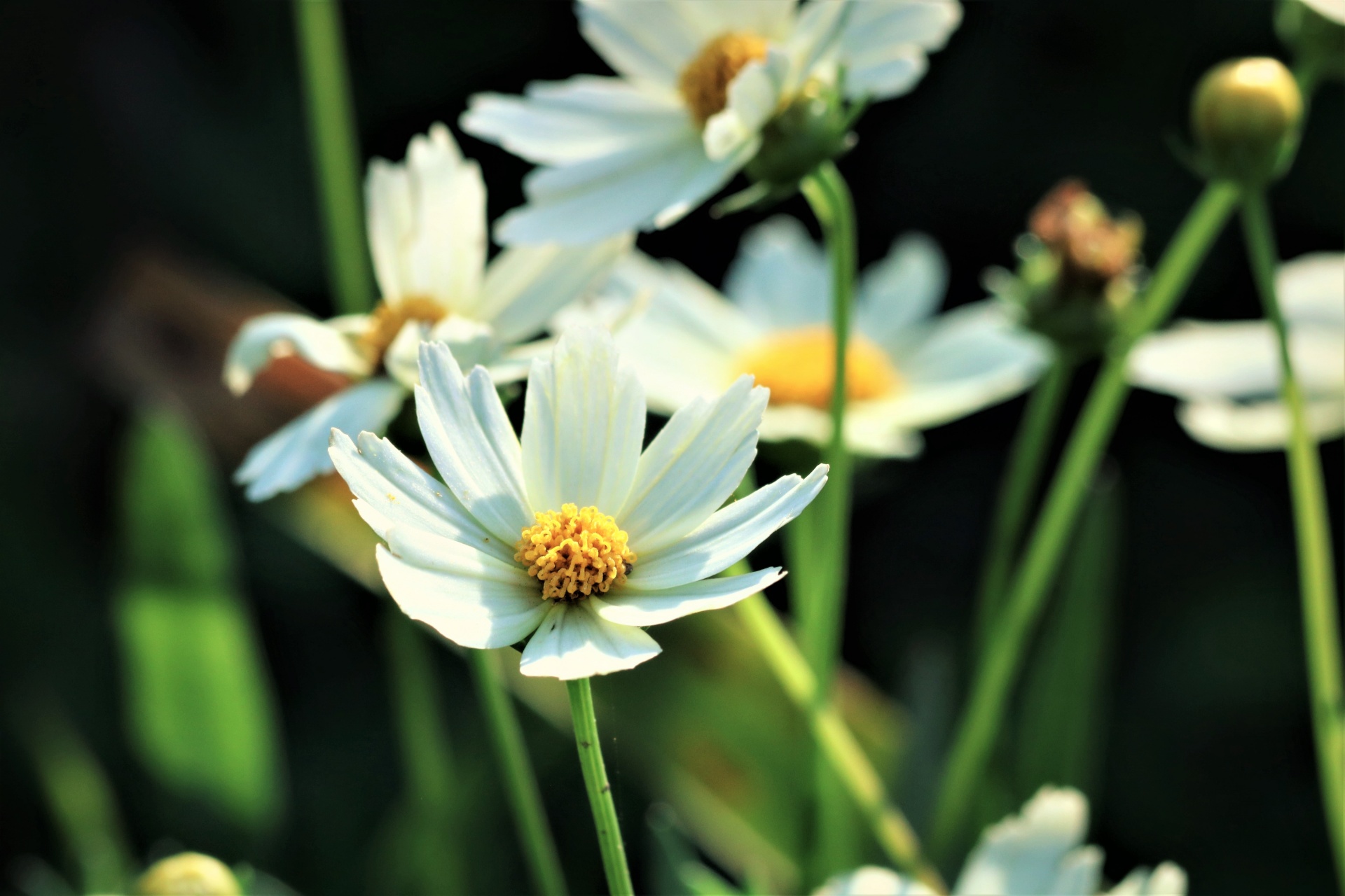 White Coreopsis Flowers Close-up