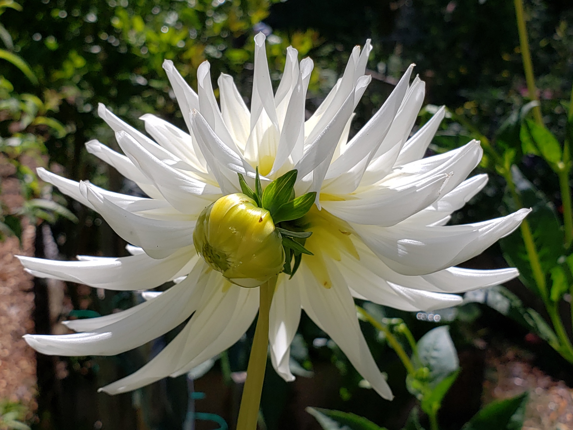 Fleur de dahlia blanc Photo stock libre - Public Domain Pictures