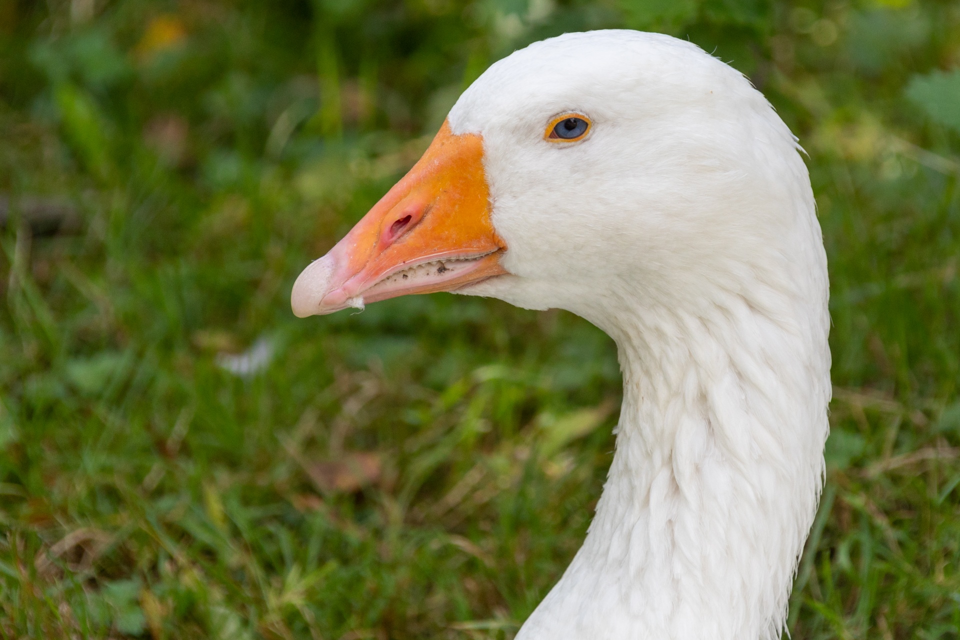 White goose portrait with green grass in the background