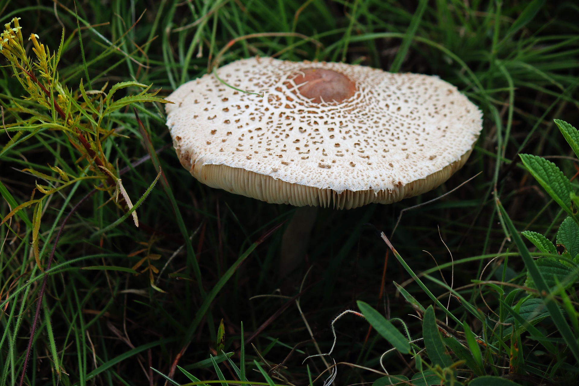 White Mushroom With Brown Markings