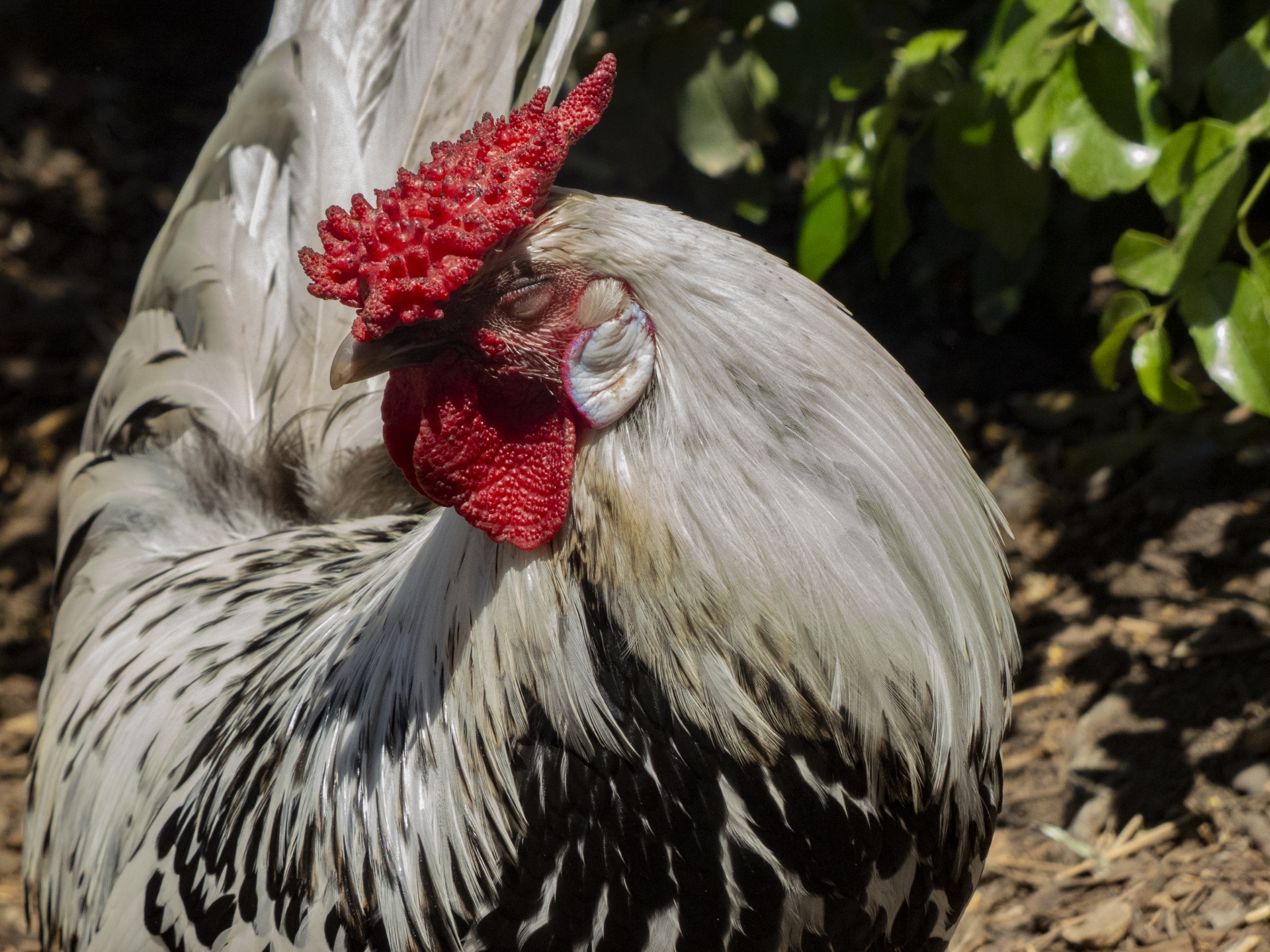 White Rooster Portrait