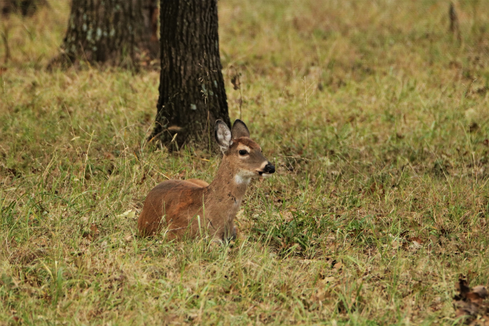 Close-up of a white-tail fawn lying in grass.