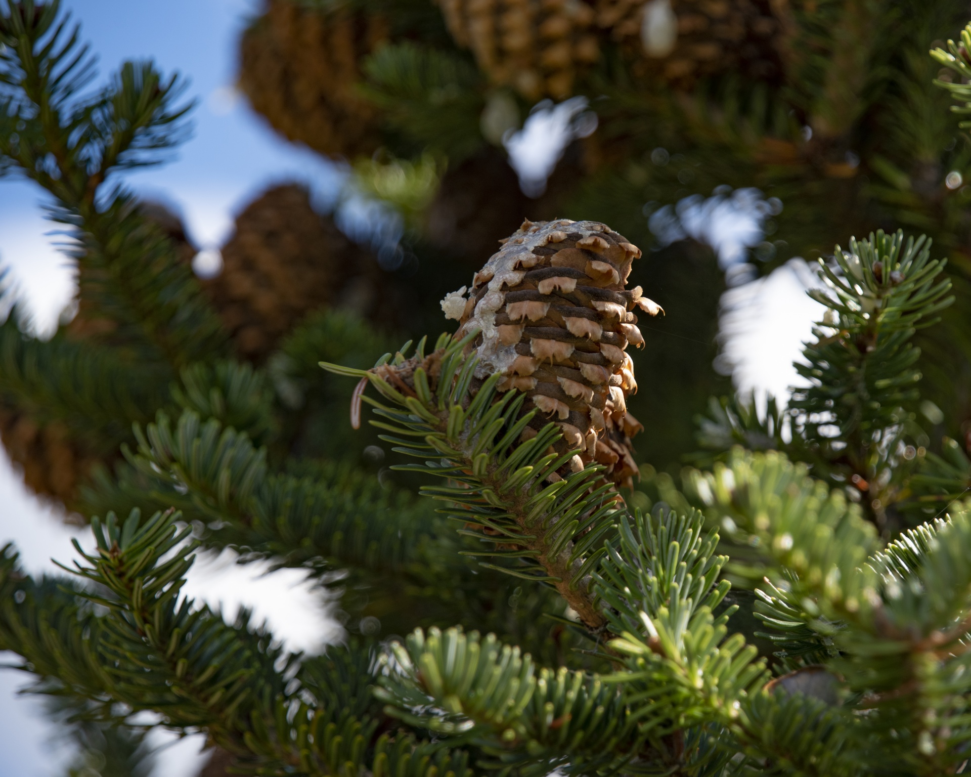Pine cone in a tree