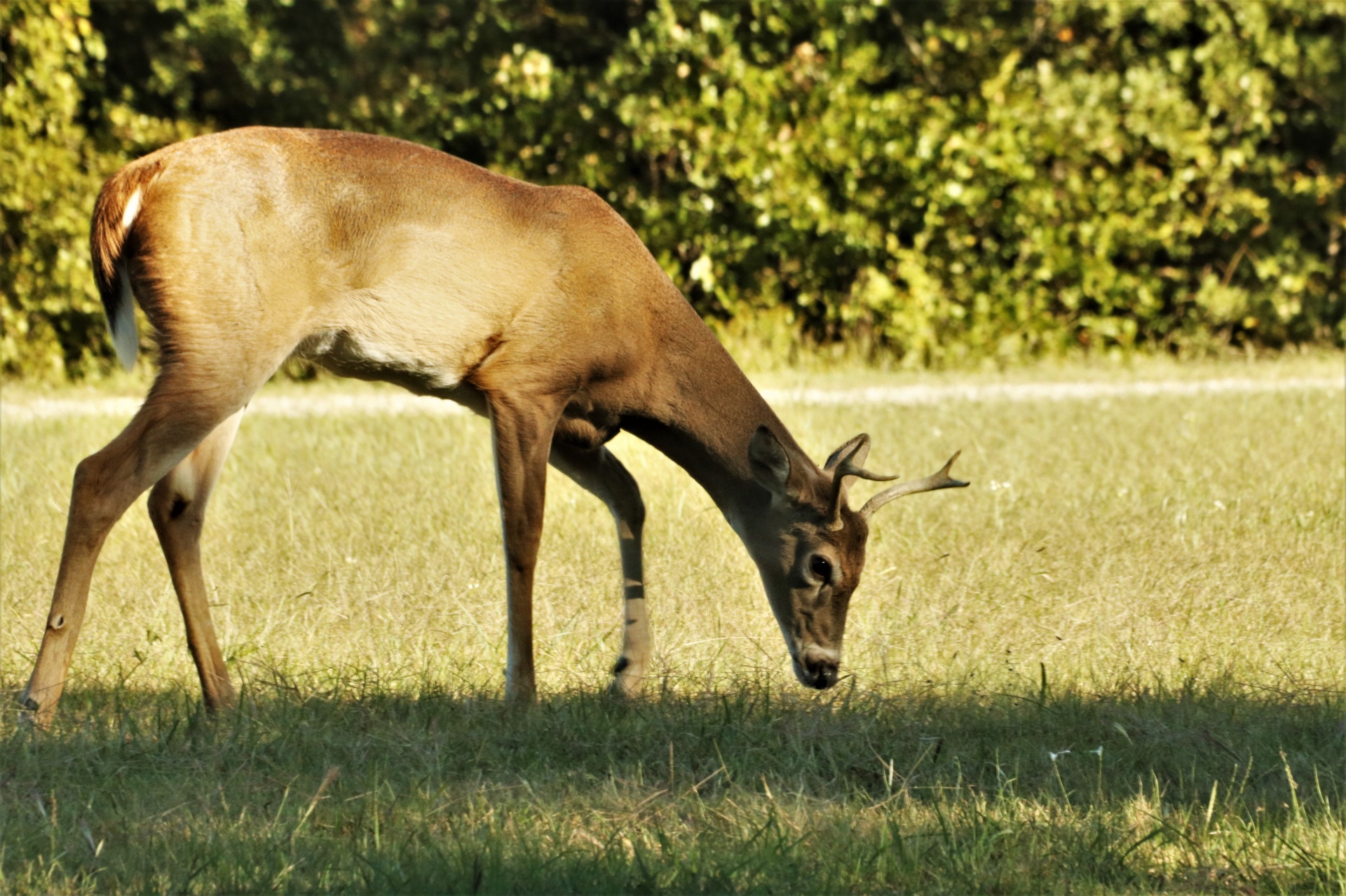 Young Buck Deer Eating Grass