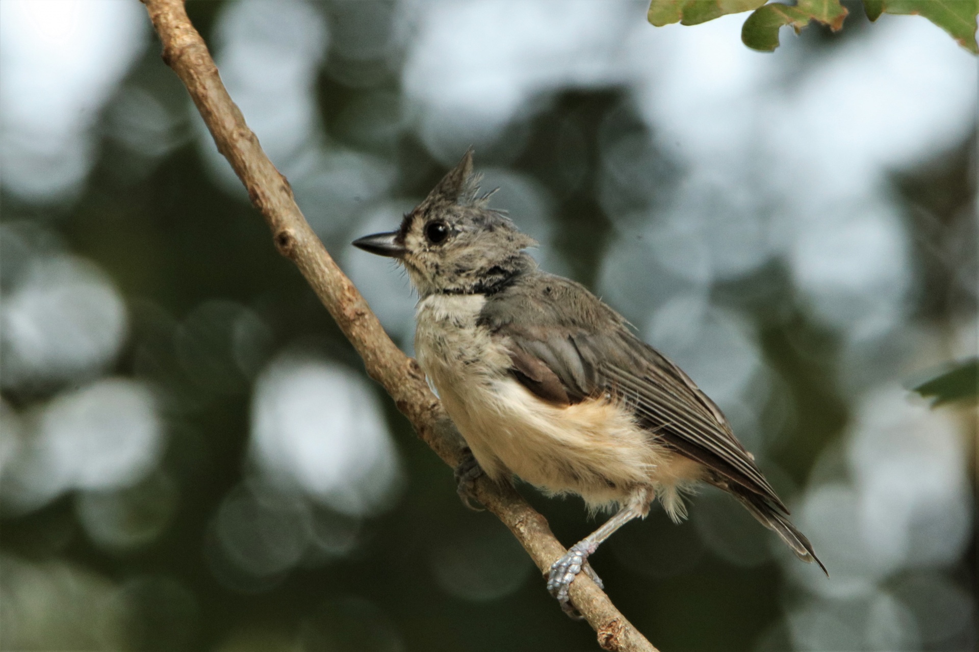 Close-up of a young tufted titmouse perched on a tree branch, with a sparkling bokeh background.