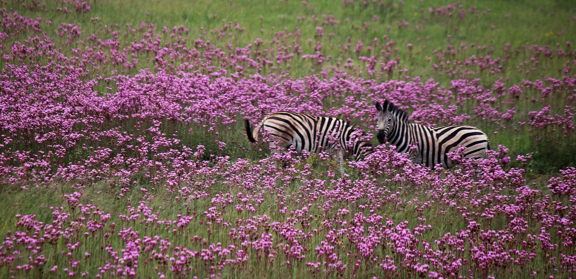 Zebra Contrasting With A Field