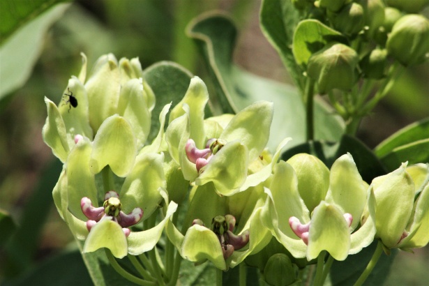 Antelope Horn Milkweed Close-up Free Stock Photo - Public Domain Pictures