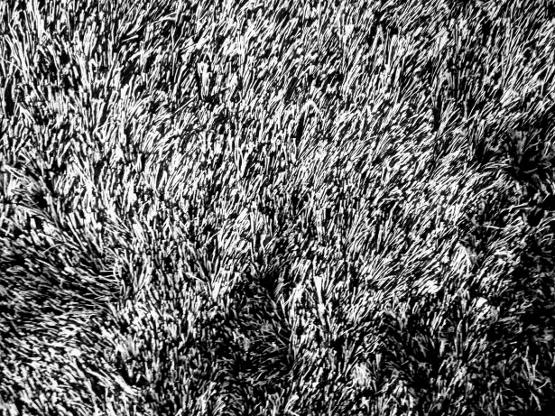 Fekete-fehér vastag szőnyeg textúra Szabad kép - Public Domain Pictures