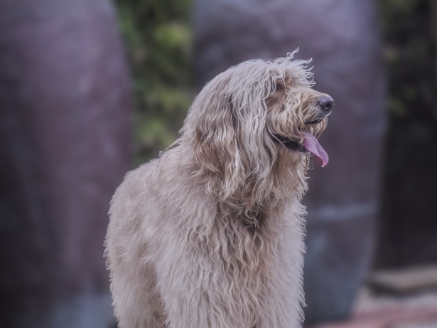 Gran perro lanudo Stock de Foto gratis - Public Domain Pictures