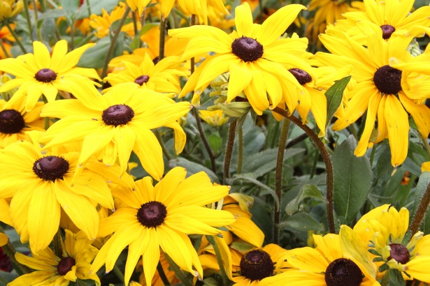 Grandes flores amarillas Stock de Foto gratis - Public Domain Pictures