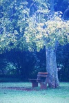 A Bench Under A Yellowing Tree