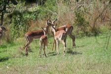 A Grouping Of Impala Antelope