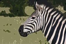 Abstract Image Of Zebra