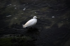 Egret At The Water's Edge